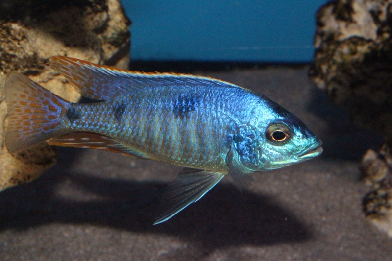Hemitilapia oxyrhynchus